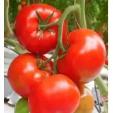 Seminte tomate Medina F1
