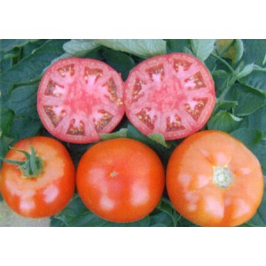 Seminte tomate Olga F1 (Medina New)