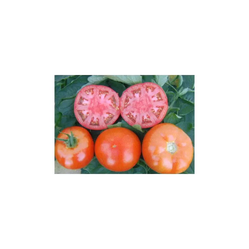 Seminte tomate Olga F1 (Medina New)