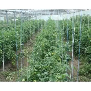 Seminte tomate Olga F1 (Medina New)