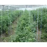 Seminte tomate Olga F1 (Medina New)