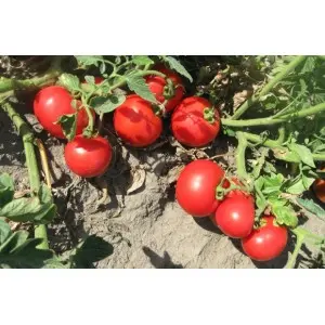 Seminte tomate Volna F1 (V119)