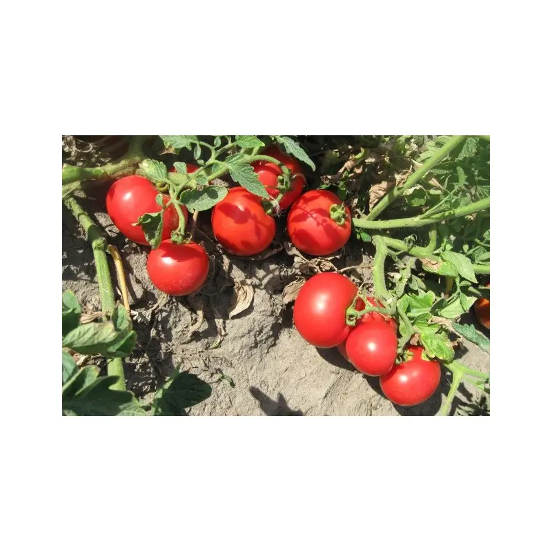 Seminte tomate Volna F1 (V119)