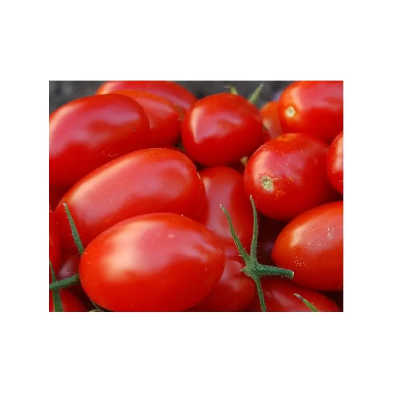 Seminte tomate Fenomena F1