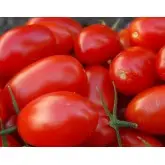 Seminte tomate Fenomena F1