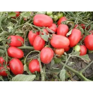 Seminte tomate Surya F1