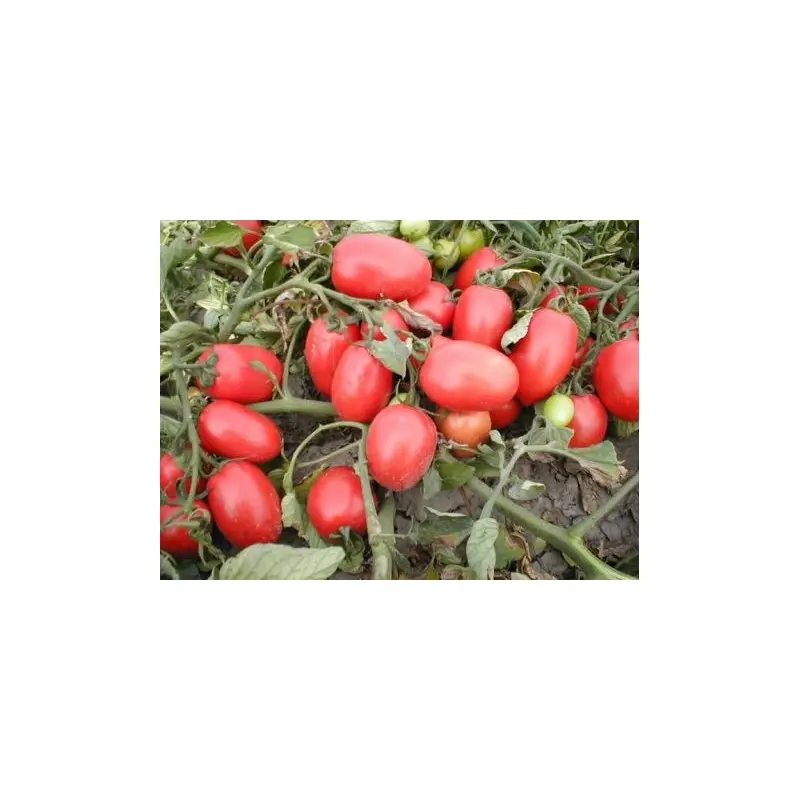 Seminte tomate Surya F1