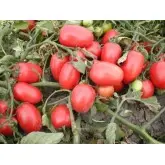 Seminte tomate Surya F1