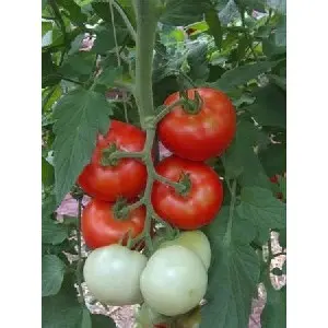 Seminte tomate Jadelo F1