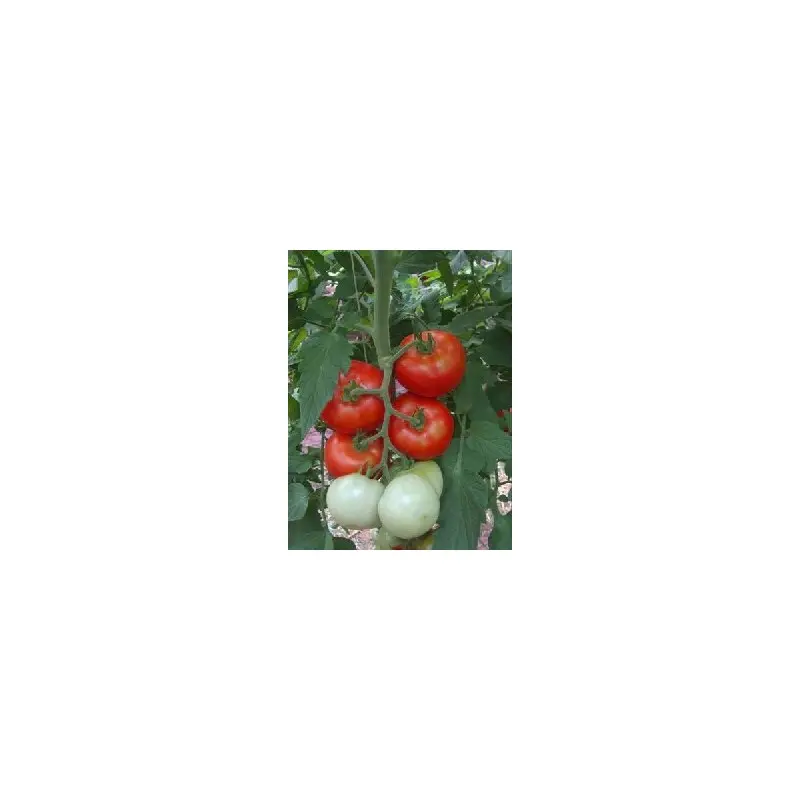 Seminte tomate Jadelo F1