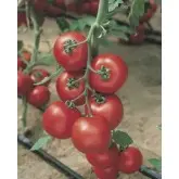 Seminte tomate Jadelo F1