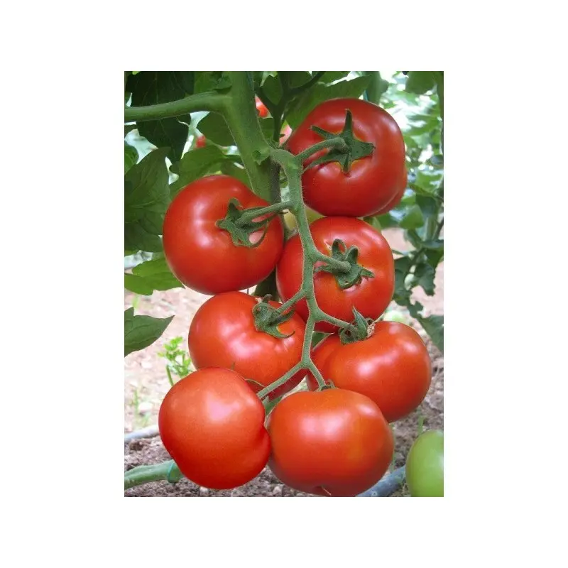 Seminte tomate Lerac F1