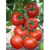 Seminte tomate Lerac F1