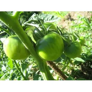 Seminte tomate Montfavet F1