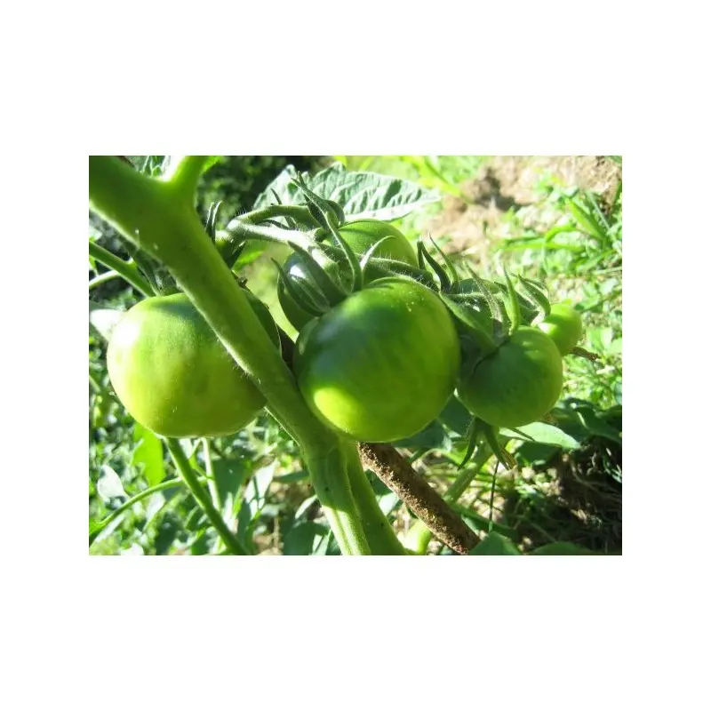 Seminte tomate Montfavet F1