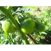 Seminte tomate Montfavet F1