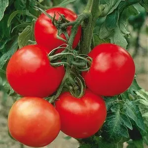 Seminte tomate Montfavet F1