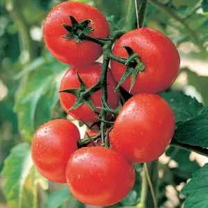 Seminte tomate Montfavet F1