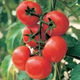 Seminte tomate Montfavet F1
