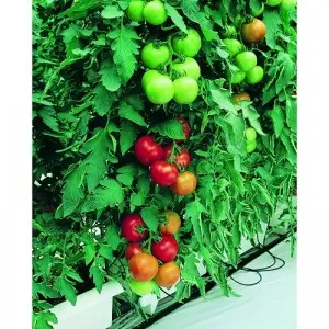 Seminte tomate Opera F1