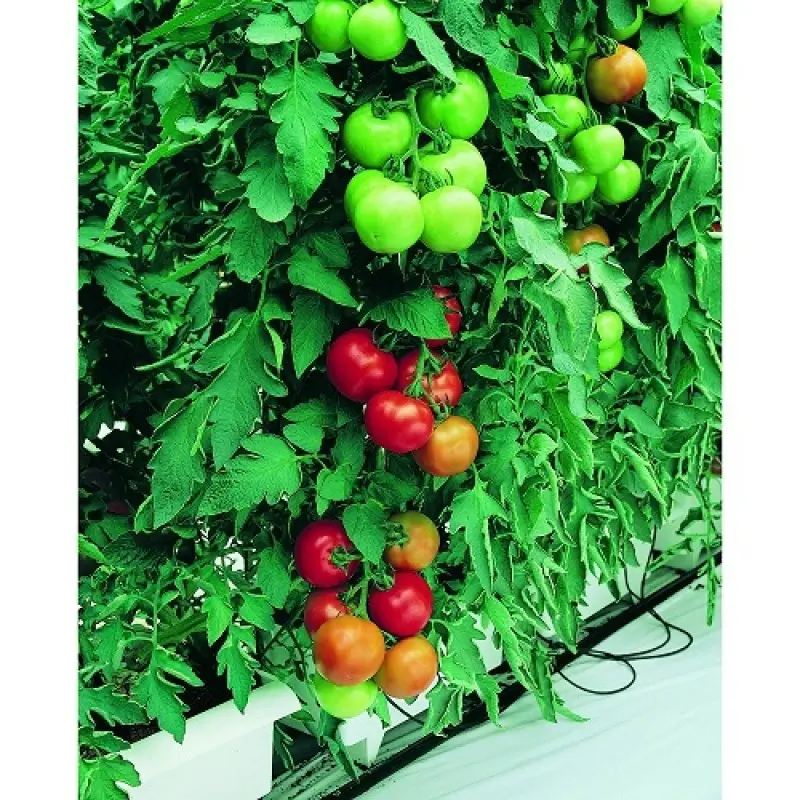 Seminte tomate Opera F1