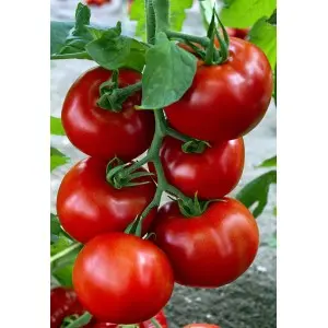 Seminte tomate Zadurella (V370) F1
