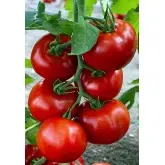 Seminte tomate Zadurella (V370) F1