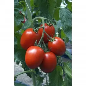 Seminte tomate Charanda F1