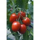 Seminte tomate Charanda F1