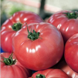 Seminte tomate VP1