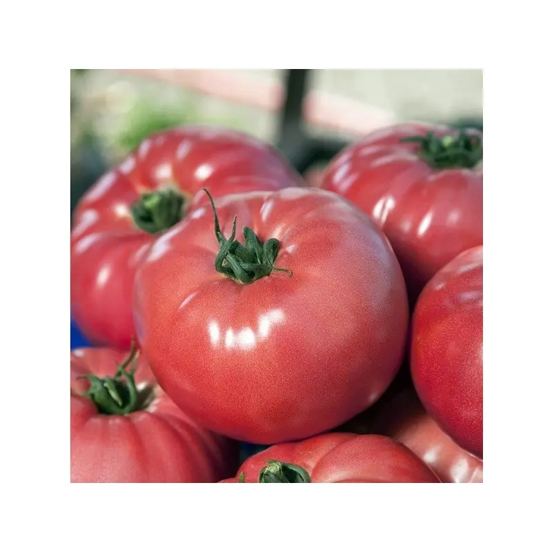 Seminte tomate VP1