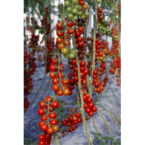 Seminte tomate cherry Aligrizza F1
