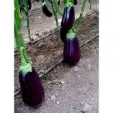Seminte vinete Tasca F1