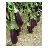 Seminte vinete Vernal F1
