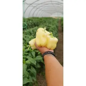 Seminte ardei gras Cecilia F1