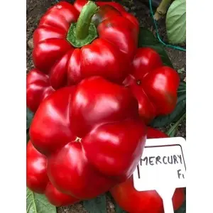 Seminte ardei gogosar Mercury F1
