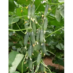 Seminte castraveti Capricorn F1