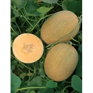 Seminte pepene galben Kemer Orange F1