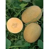 Seminte pepene galben Kemer Orange F1