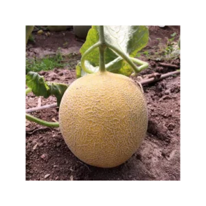 Seminte pepene galben Galina F1