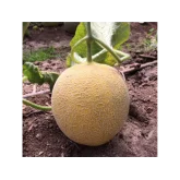 Seminte pepene galben Galina F1