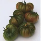 Seminte tomate Bocamegra F1