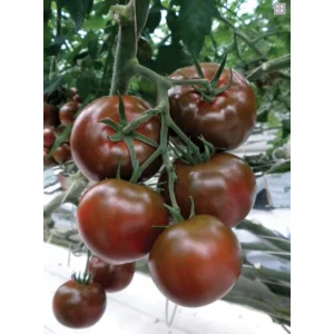 Seminte tomate 132-283 F1