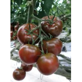 Seminte tomate 132-283 F1