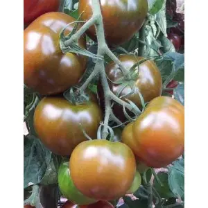 Seminte tomate 132-283 F1