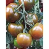 Seminte tomate 132-283 F1