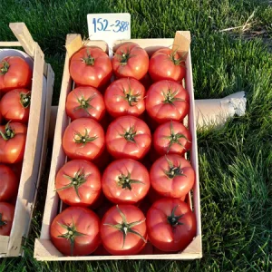 Seminte tomate 152-388 F1