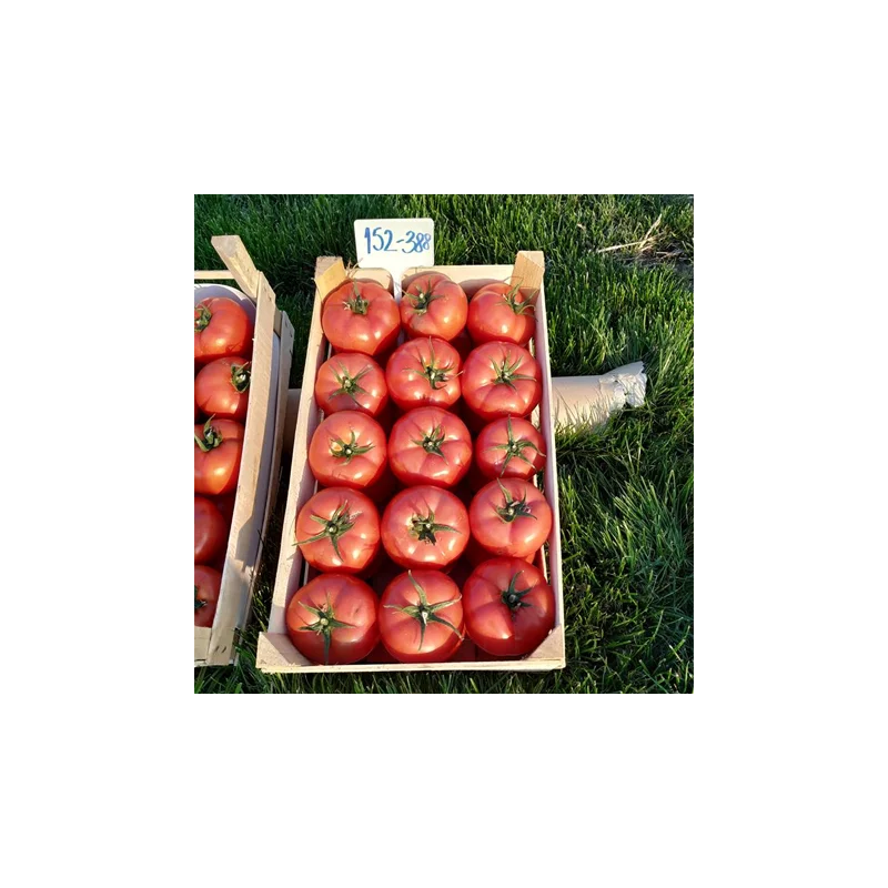 Seminte tomate 152-388 F1