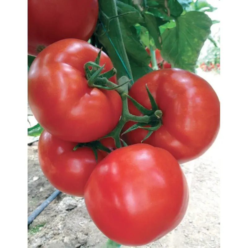 Seminte tomate Eurasia F1