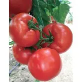 Seminte tomate Eurasia F1
